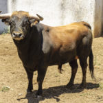 fdo. pea novill0 8 515